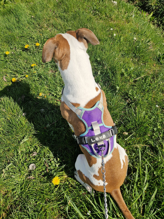 Harnais chien anti-traction